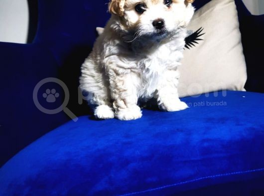 Güzel Maltipoo Kızımız görsel