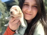 Maltipoo Yavru (Bursa Köpek Okulu)