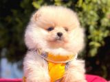 Krem Beyaz Orjinal Ayıcık Pomeranian Yavrular