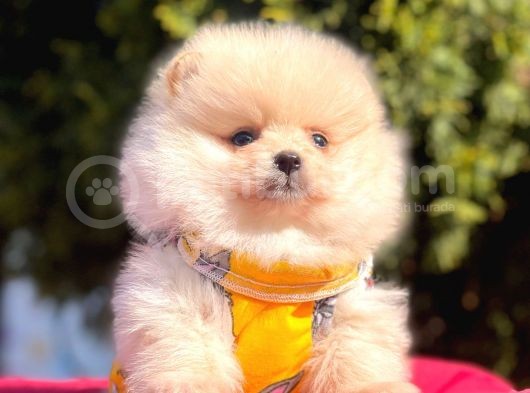 Krem Beyaz Orjinal Ayıcık Pomeranian Yavrular görsel