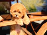 Bebek Surat Yapısına Sahip Mini Boy Maltipoo Yavrumuz