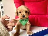 Maltipoo Mix Irk Sevimli Yavrular