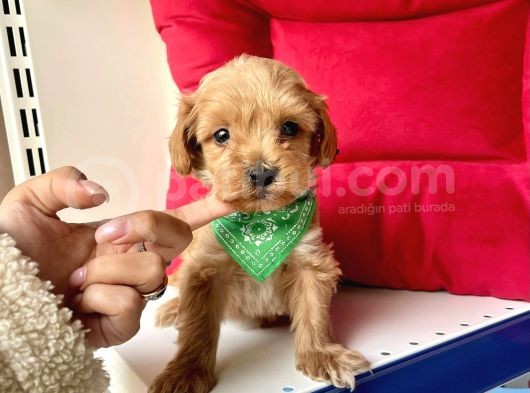 Maltipoo Mix Irk Sevimli Yavrular görsel