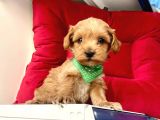 Maltipoo Mix Irk Sevimli Yavrular