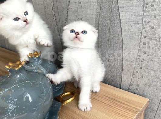 Silver Point Bebeklerim Yeni Ailesini Arıyor görsel