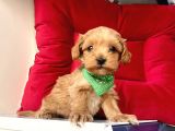 Maltipoo Mix Irk Sevimli Yavrular