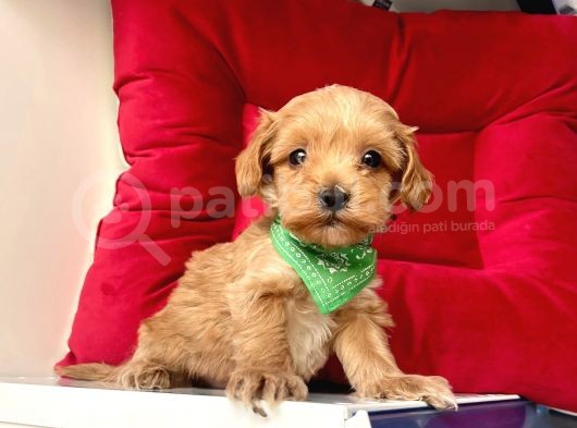 Maltipoo Mix Irk Sevimli Yavrular görsel