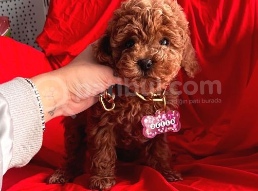 Red Brown Toy Poodle Yavrular