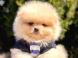 Safkan Pomeranian Teddy Boo Yavrularımız