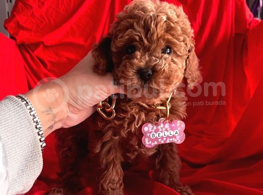 Red Brown Toy Poodle Yavrular görsel