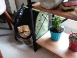 British Shorthair Golden