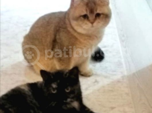 British Shorthair Golden görsel