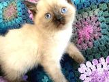 Safkan Şecereli Scottish Fold Ve Straight Dişi/Ekek Yavrular