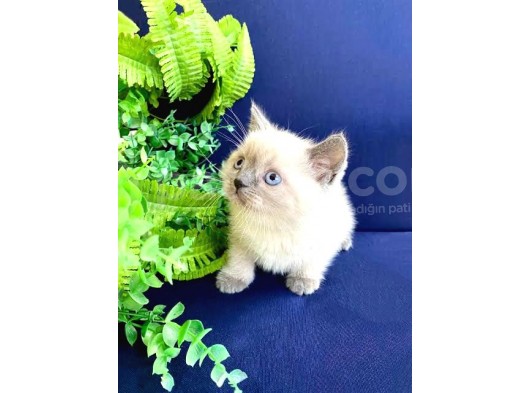 Safkan Şecereli Scottish Fold Ve Straight Dişi/Ekek Yavrular görsel