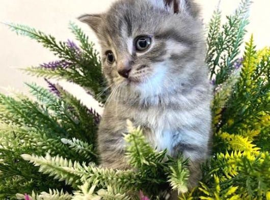 Safkan Şecereli Scottish Fold Ve Straight Dişi/Ekek Yavrular görsel