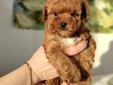 Red Brown Toy Poodle Yavrular