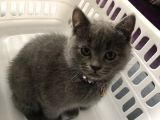 Silver British Shorthair