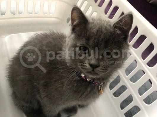 Silver British Shorthair