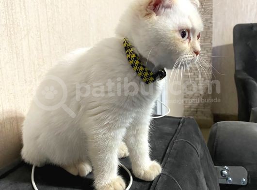 Saf Irk Erkek Scottish Fold görsel