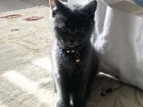 Silver British Shorthair