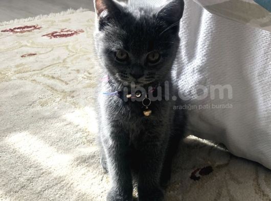 Silver British Shorthair görsel