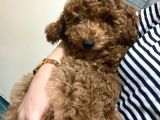 3.5 Aylık Toy Poodle Yavrularımız Yeni Yuvalarını Arıyor