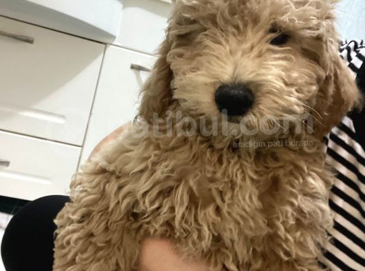 3.5 Aylık Toy Poodle Yavrularımız Yeni Yuvalarını Arıyor görsel