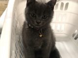Silver British Shorthair
