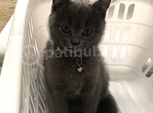 Silver British Shorthair görsel