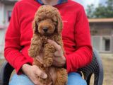 Di̇şi̇ Toy Poodle Yavrumuz