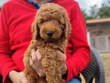 Di̇şi̇ Toy Poodle Yavrumuz