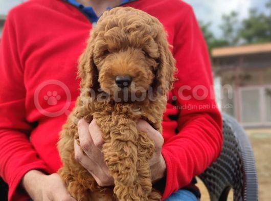 Di̇şi̇ Toy Poodle Yavrumuz görsel