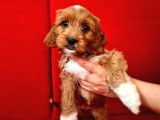 Türki̇yede İlk Red Doodle Yavrumuz