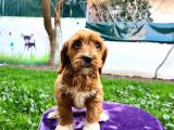 Türki̇yede İlk Red Doodle Yavrumuz