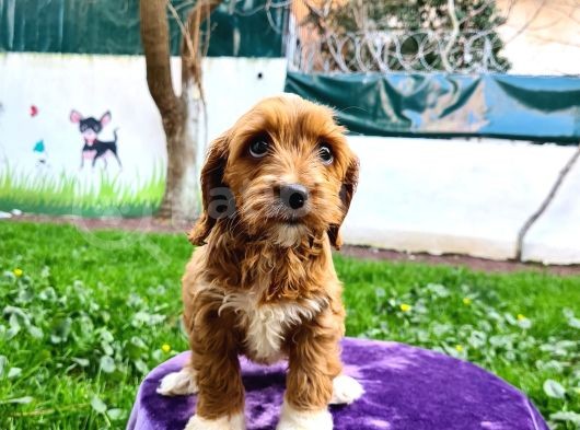 Türki̇yede İlk Red Doodle Yavrumuz görsel