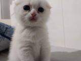 3 Mart Dogumlu Scotish Fold Erkek