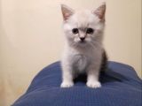 Scottish Straight Lynx, Scottish Fold Longhair Lynx, Chocolate Point , Yavrularım
