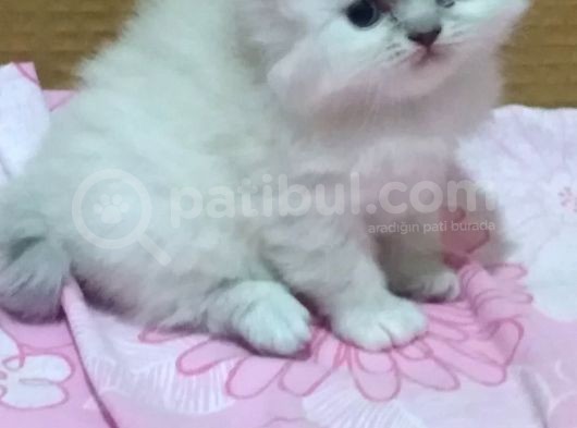 1 Ayık Bebeklerim Yeni Ailesini Bekliyor görsel