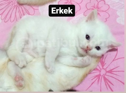 1 Ayık Bebeklerim Yeni Ailesini Bekliyor görsel