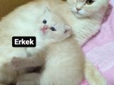 1 Ayık Bebeklerim Yeni Ailesini Bekliyor