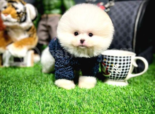 Mini Boy Fizik Yapısına Sahip Pomeranian Boo Yavrumuz  görsel