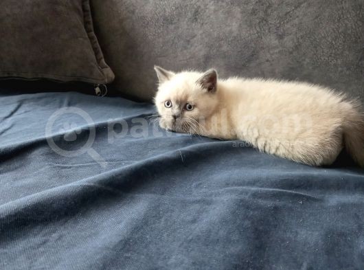 Yavrular Yeni Yuvalarını Arıyor görsel