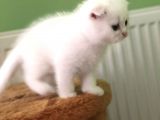 Bembeyaz Top Surat Erkek Yavru