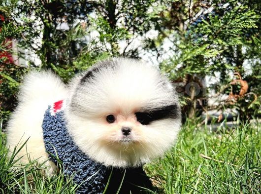 Ender Ve Özel Renk Tonuna Sahip Pomeranian Boo Yavrumuz görsel