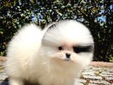 Ender Ve Özel Renk Tonuna Sahip Pomeranian Boo Yavrumuz