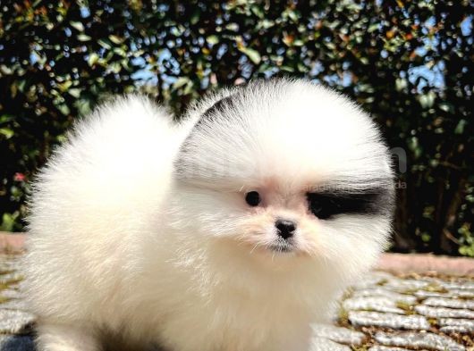 Ender Ve Özel Renk Tonuna Sahip Pomeranian Boo Yavrumuz görsel