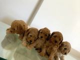 Toy Poodle Yavruları
