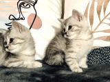 British Shorthair Silver Kardeşler Yeni Yuvalarına Hazır