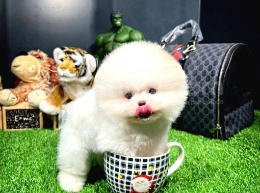 Mini Boy Fizik Yapısına Sahip Pomeranian Boo Yavrumuz  görsel