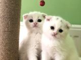 Bembeyaz Top Surat Erkek Yavru